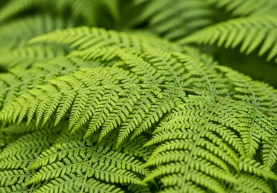 Imagen PNG para descargar